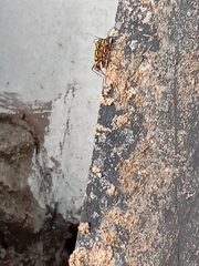 Chlorophorus annularis