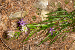 Phyteuma scheuchzeri