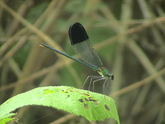 Calopteryx orientalis