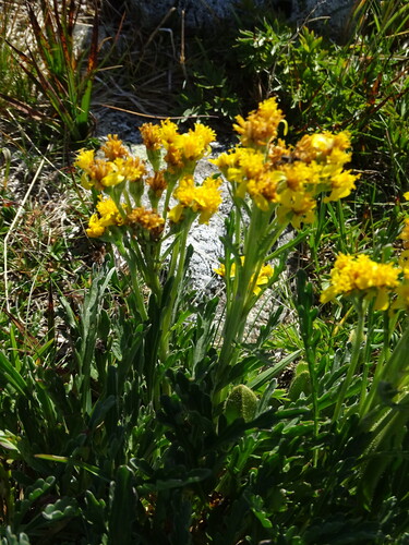 Jacobaea carniolica, photograph 6