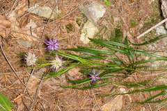 Phyteuma scheuchzeri