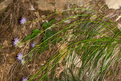 Phyteuma scheuchzeri