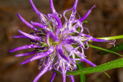 Phyteuma scheuchzeri