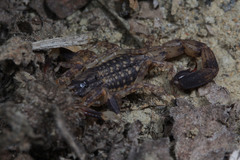 Lychas mucronatus