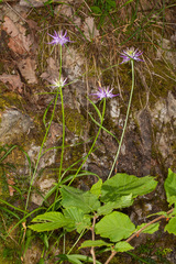 Phyteuma scheuchzeri