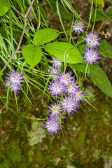 Phyteuma scheuchzeri scheuchzeri