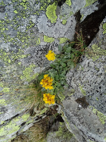 Jacobaea carniolica, photograph 5