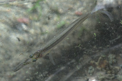 Dermogenys pusilla