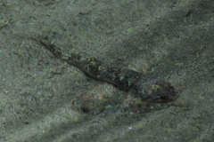 Pseudogobiopsis lumbantobing