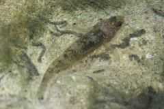 Pseudogobiopsis lumbantobing