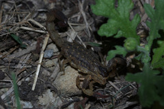 Lychas mucronatus