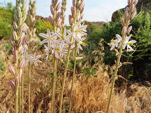 Drimia fragrans