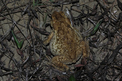 Ingerophrynus biporcatus