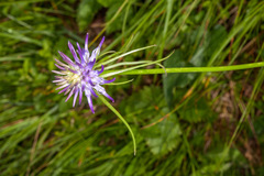 Phyteuma scheuchzeri