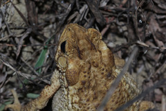Ingerophrynus biporcatus