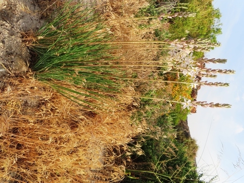 Drimia fragrans