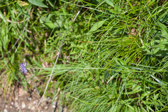 Phyteuma scheuchzeri