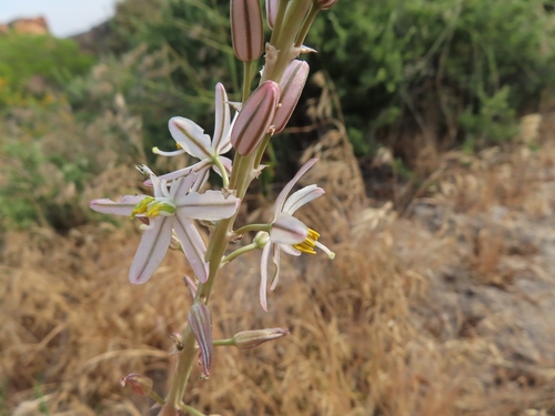 Drimia fragrans