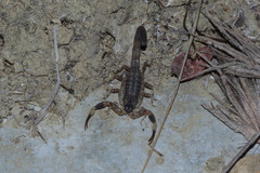 Lychas mucronatus