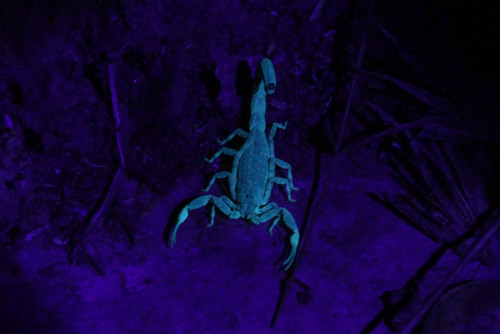 Photo of Chinese Swimming Scorpion (Lychas mucronatus)