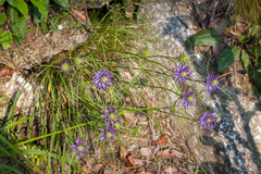 Phyteuma scheuchzeri