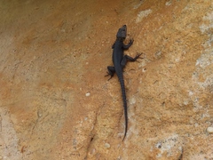 Hemicordylus capensis