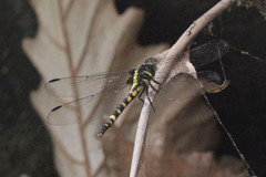 Macrogomphus parallelogramma