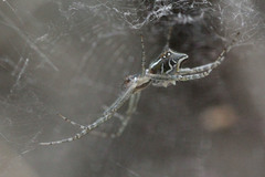 Cyrtophora cicatrosa