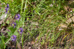 Phyteuma scheuchzeri