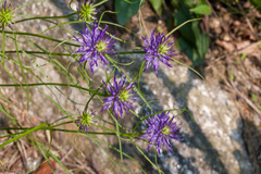 Phyteuma scheuchzeri