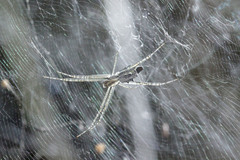 Cyrtophora cicatrosa