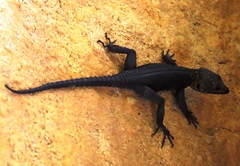 Hemicordylus capensis