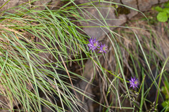 Phyteuma scheuchzeri