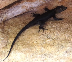Hemicordylus capensis