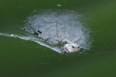 Zosis geniculata
