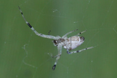 Zosis geniculata