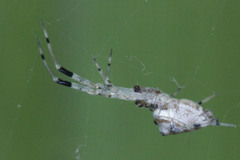 Zosis geniculata