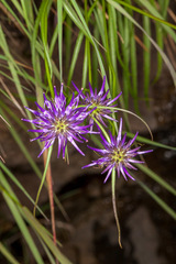 Phyteuma scheuchzeri