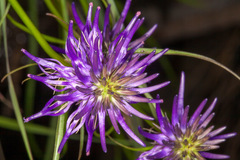 Phyteuma scheuchzeri