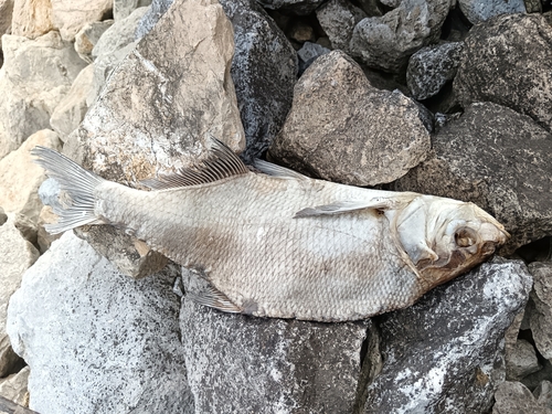 Abramis brama