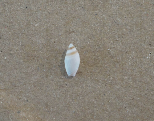 Amalda novaezelandiae observed 2025-09-06