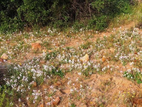 Image of Lapeirousia divaricata by (c) linkie, some rights reserved (CC BY)