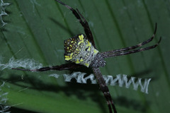 Argiope appensa