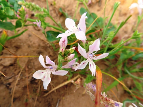 Image of Lapeirousia divaricata by (c) linkie, some rights reserved (CC BY)