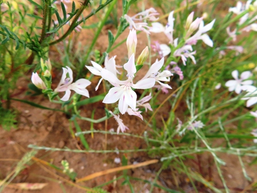 Image of Lapeirousia divaricata by (c) linkie, some rights reserved (CC BY)