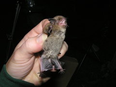 Myotis sodalis