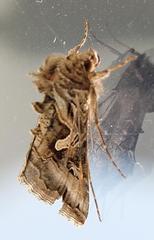 Cornutiplusia circumflexa