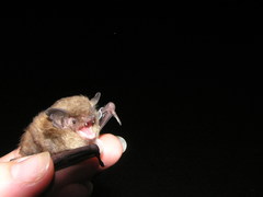Myotis sodalis