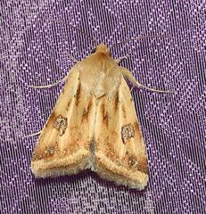 Heliothis scutuligera