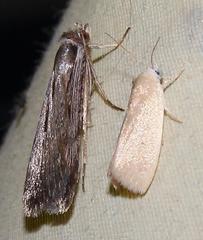 Earias